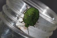 Palomena prasina