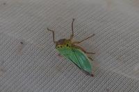 Cicadella viridis