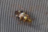 Liocoris tripustulatus