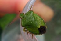 Palomena prasina