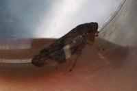 Aphrophora alni