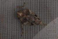 Issus coleoptratus