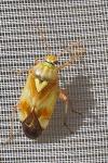 Lygus pratensis