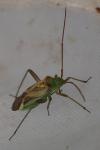 Adelphocoris lineolatus
