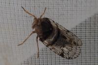 Cixius nervosus