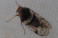 Cixius nervosus