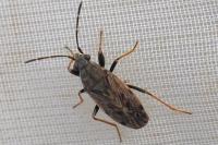 Peritrechus