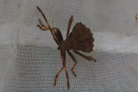 Coreus marginatus