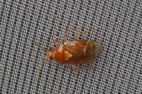 Deraeocoris lutescens