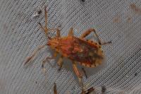 Stictopleurus abutilon / Stictopleurus pictus