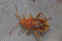Stictopleurus abutilon / Stictopleurus pictus