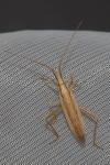 Stenodema laevigata