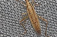 Stenodema laevigata