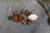 Rhopalus subrufus
