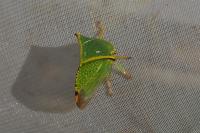 Stictocephala alta