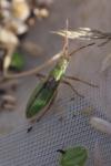 Myrmus miriformis