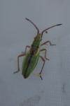 Myrmus miriformis