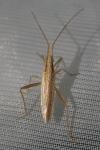 Stenodema laevigata