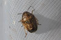 Neottiglossa leporina