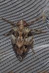Issus coleoptratus