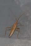 Stenodema laevigata