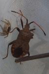 Coreus marginatus