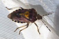 Dolycoris baccarum