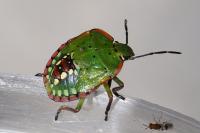 Nezara viridula