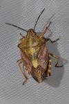 Carpocoris purpureipennis