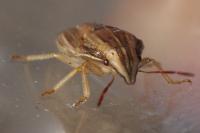 Aelia acuminata