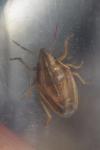 Aelia acuminata