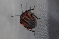 Graphosoma italicum