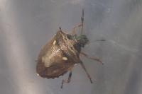 Eysarcoris aeneus