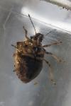 Eysarcoris aeneus