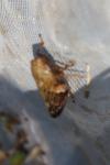 Aphrophora alni