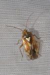Lygus pratensis