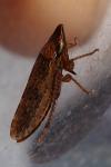 Aphrodes