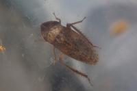 Aphrodes