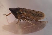 Aphrodes