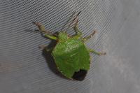 Palomena prasina