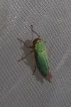 Cicadella viridis