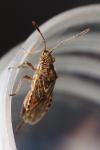 Stictopleurus punctatonervosus
