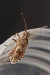 Stictopleurus punctatonervosus