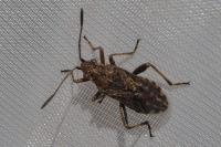 Stictopleurus punctatonervosus