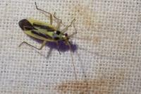 Stenotus binotatus