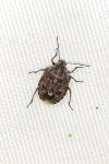 Holcogaster fibulata