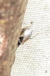 Geocoris megacephalus