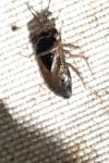 Geocoris megacephalus