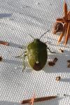 Chlorochroa juniperina