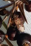 Orsillus depressus